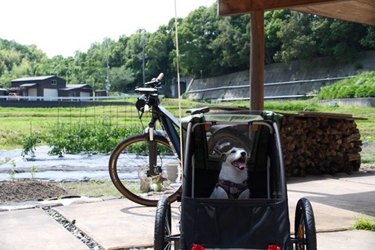 Dog in Trailer